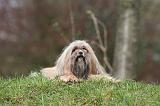LHASSA APSO 260